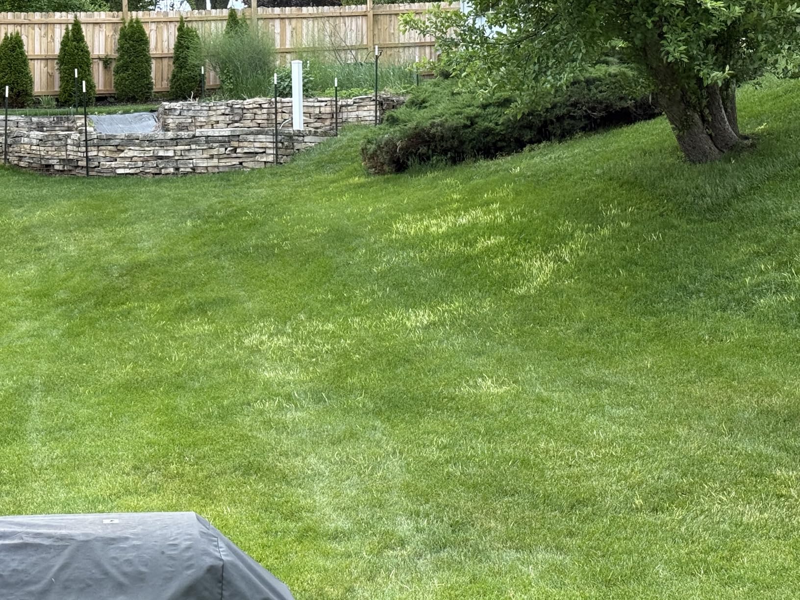 Customer review photo 2 — Tenacity herbicide results