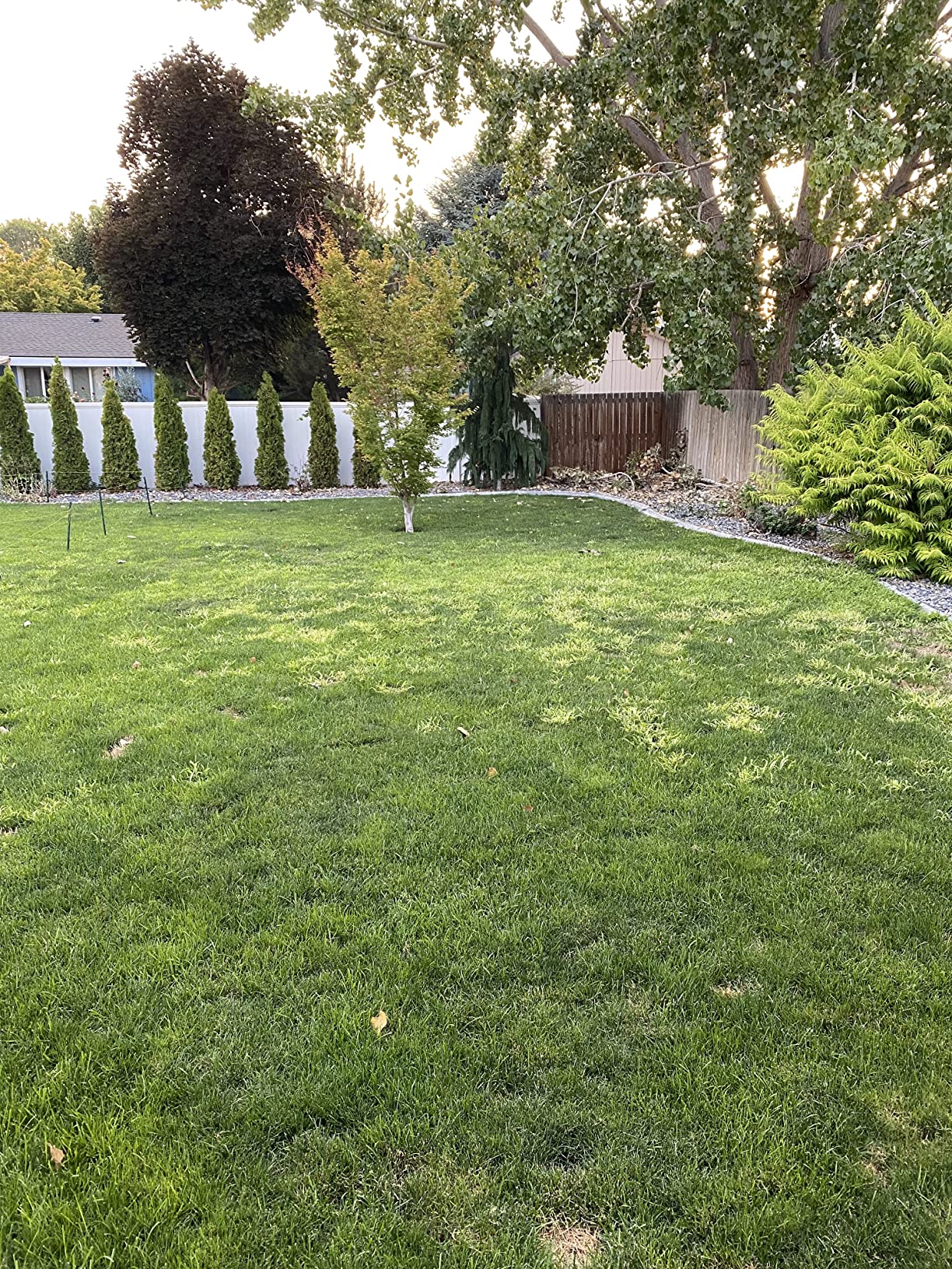 Customer review photo 5 — Tenacity herbicide results